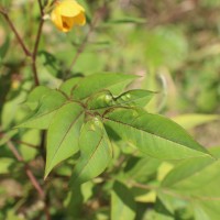 Senna occidentalis (L.) Link